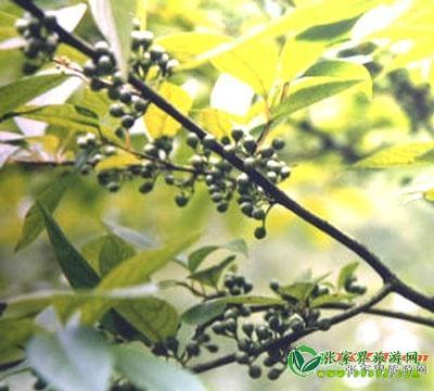 张家界美食--辣姜子