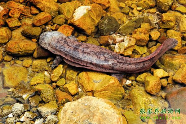 中国大鲵生物科技馆